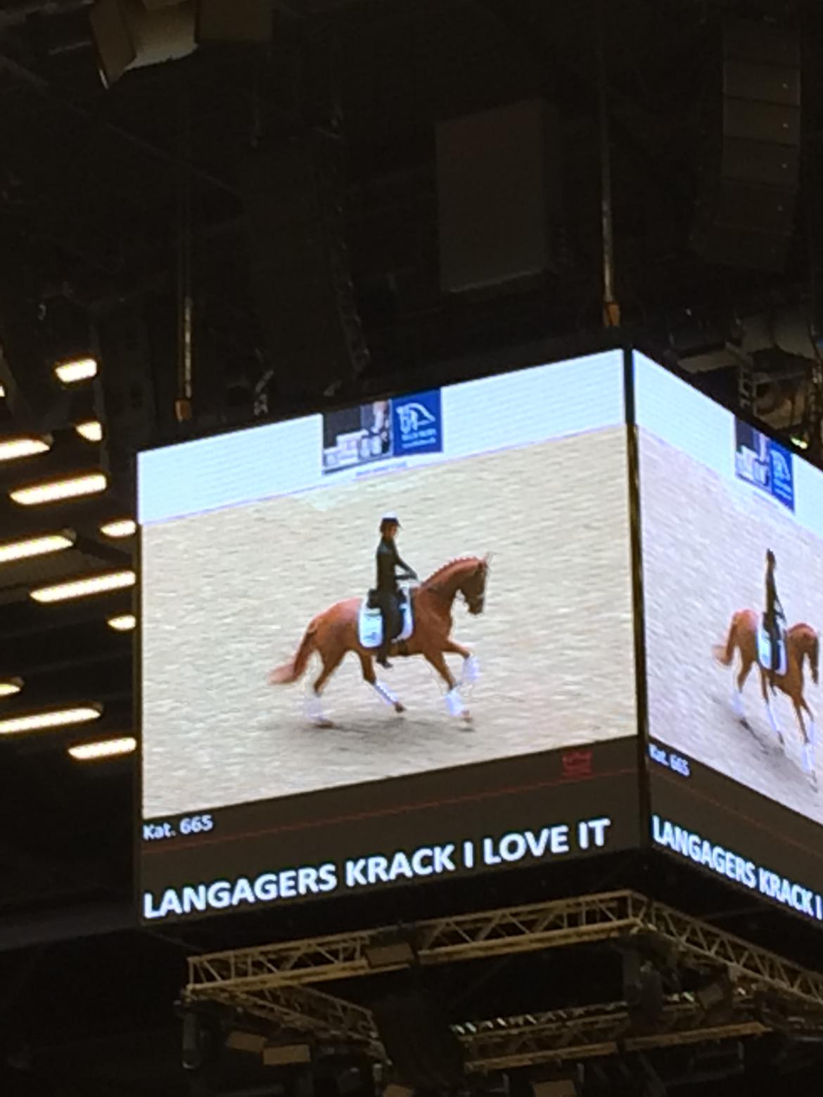 Dansk Varmblod Langagers Krack I Love It billede 10