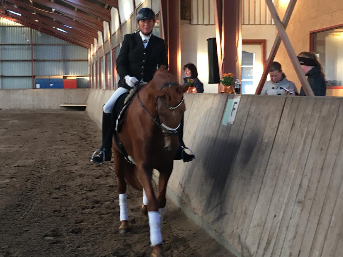 Dansk Varmblod Langagers Krack I Love It billede 8