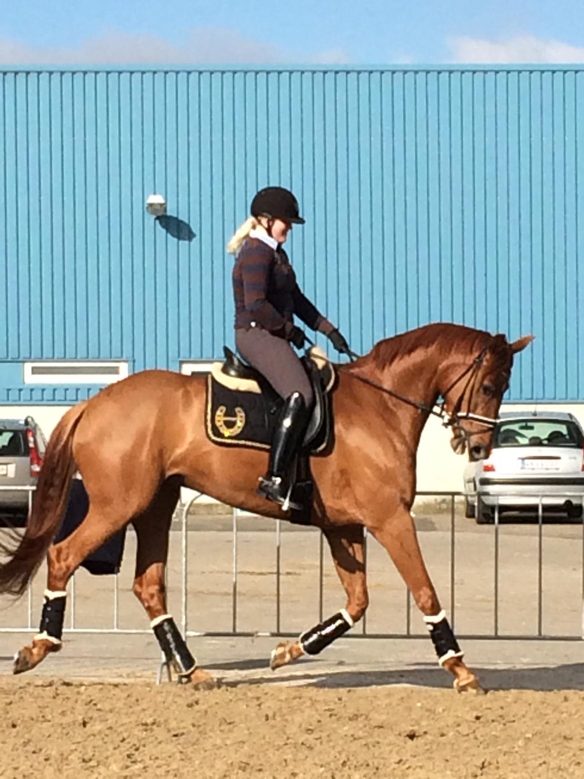 Dansk Varmblod Langagers Krack I Love It billede 12