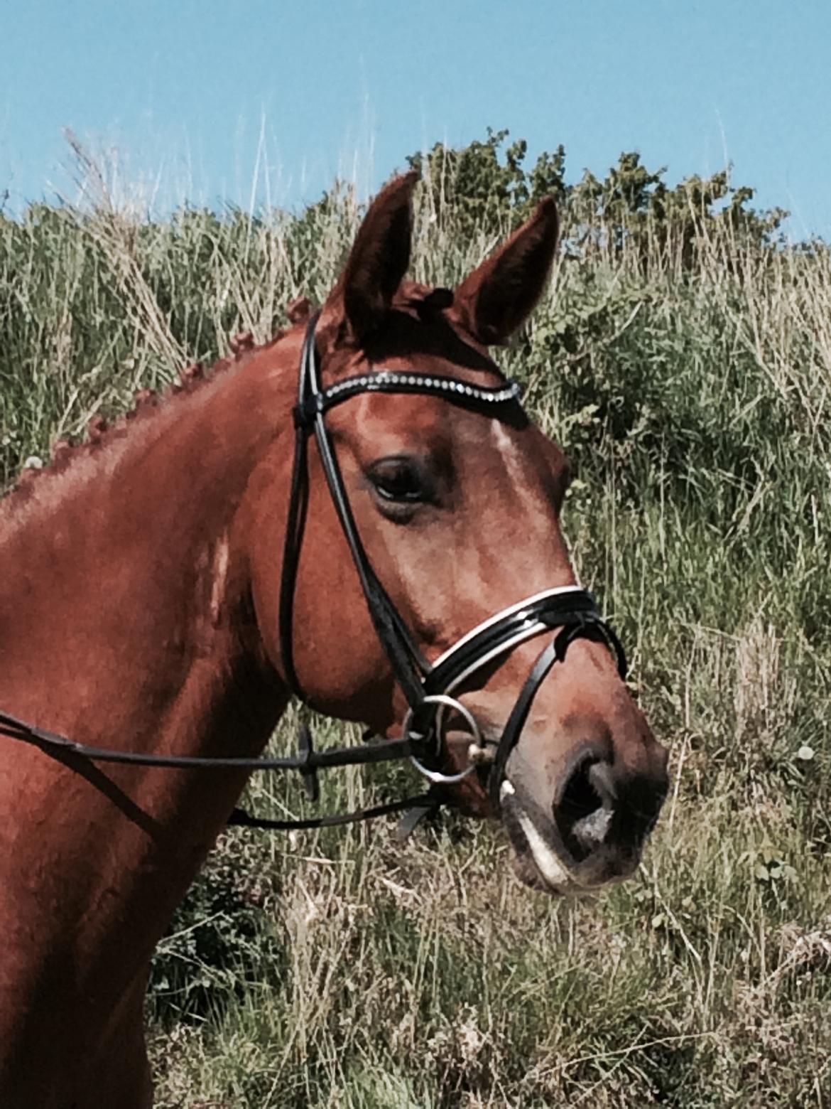 Dansk Varmblod Langagers Krack I Love It billede 13