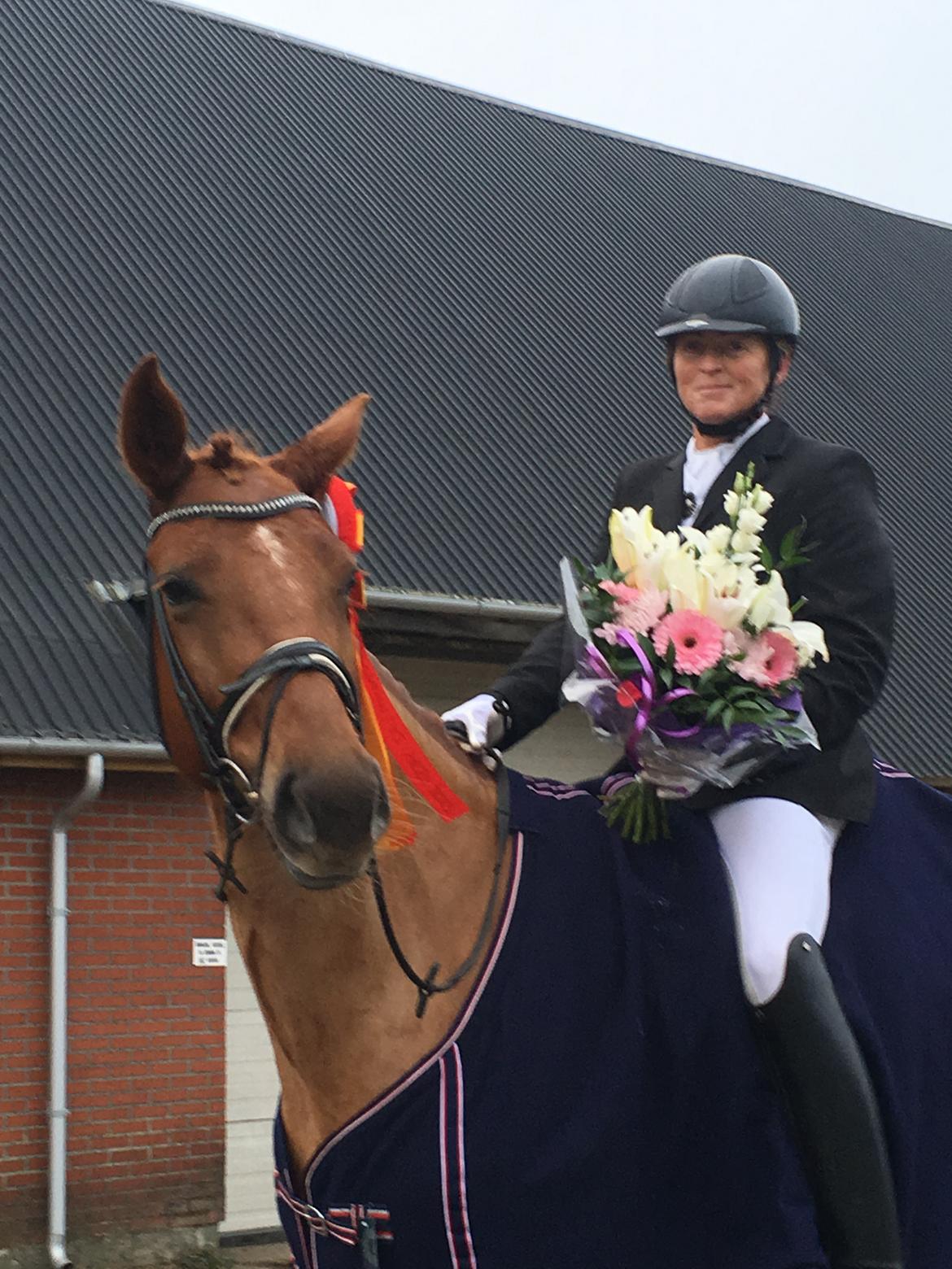 Dansk Varmblod Langagers Krack I Love It billede 15