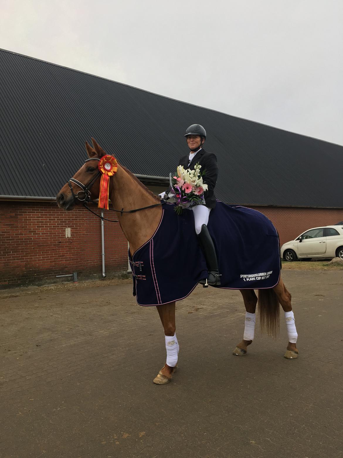 Dansk Varmblod Langagers Krack I Love It billede 16