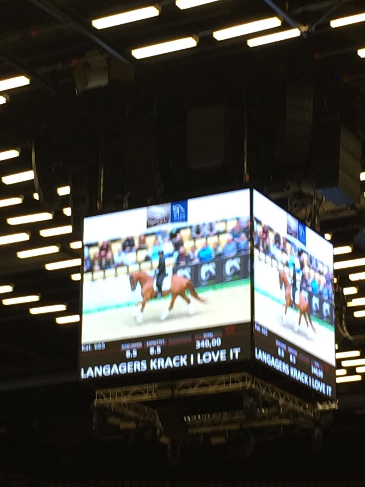 Dansk Varmblod Langagers Krack I Love It billede 11