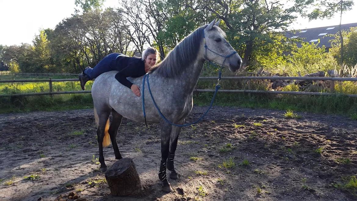 Pura Raza Española BS Adora billede 19