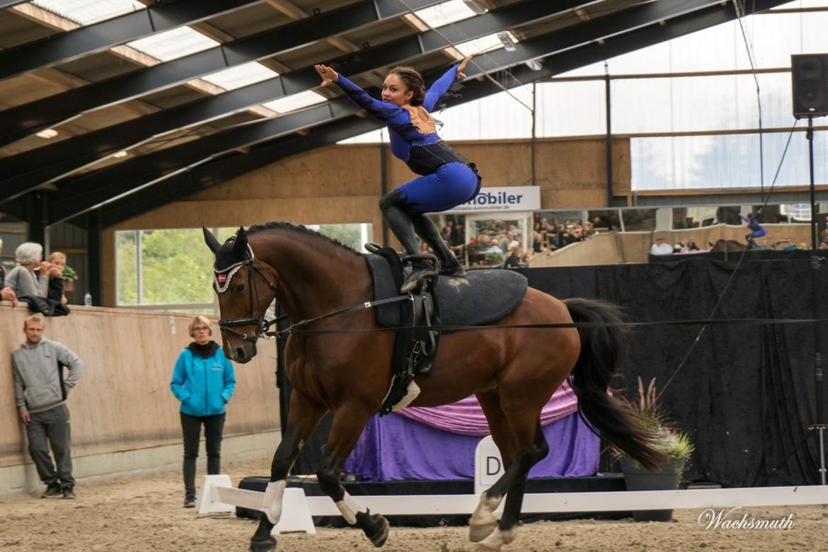 Oldenborg Bakkegårdens charlie - Stævnedebut ved LM/DM og DRF-mesterskab 2017. Han klarede det utrolig flot. Der blev ikke rokket et øre :-) billede 1