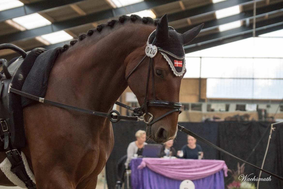 Oldenborg Bakkegårdens charlie - Seneste store milepæl: Bakkegård til stævne, tjek! billede 2