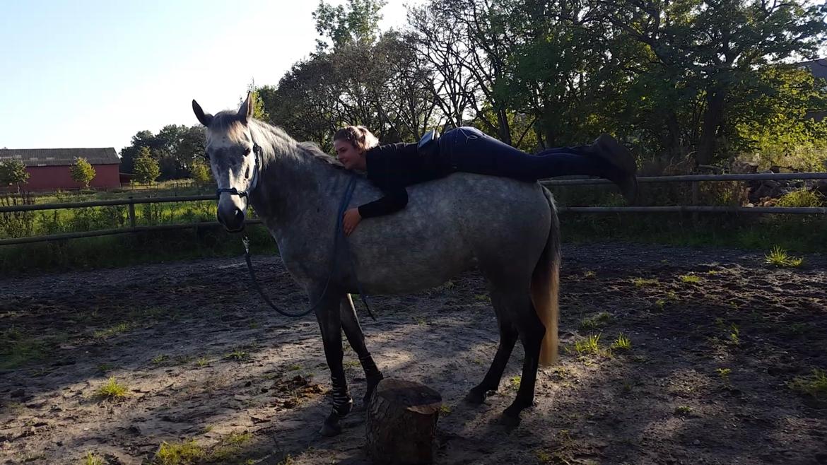 Pura Raza Española BS Adora billede 20