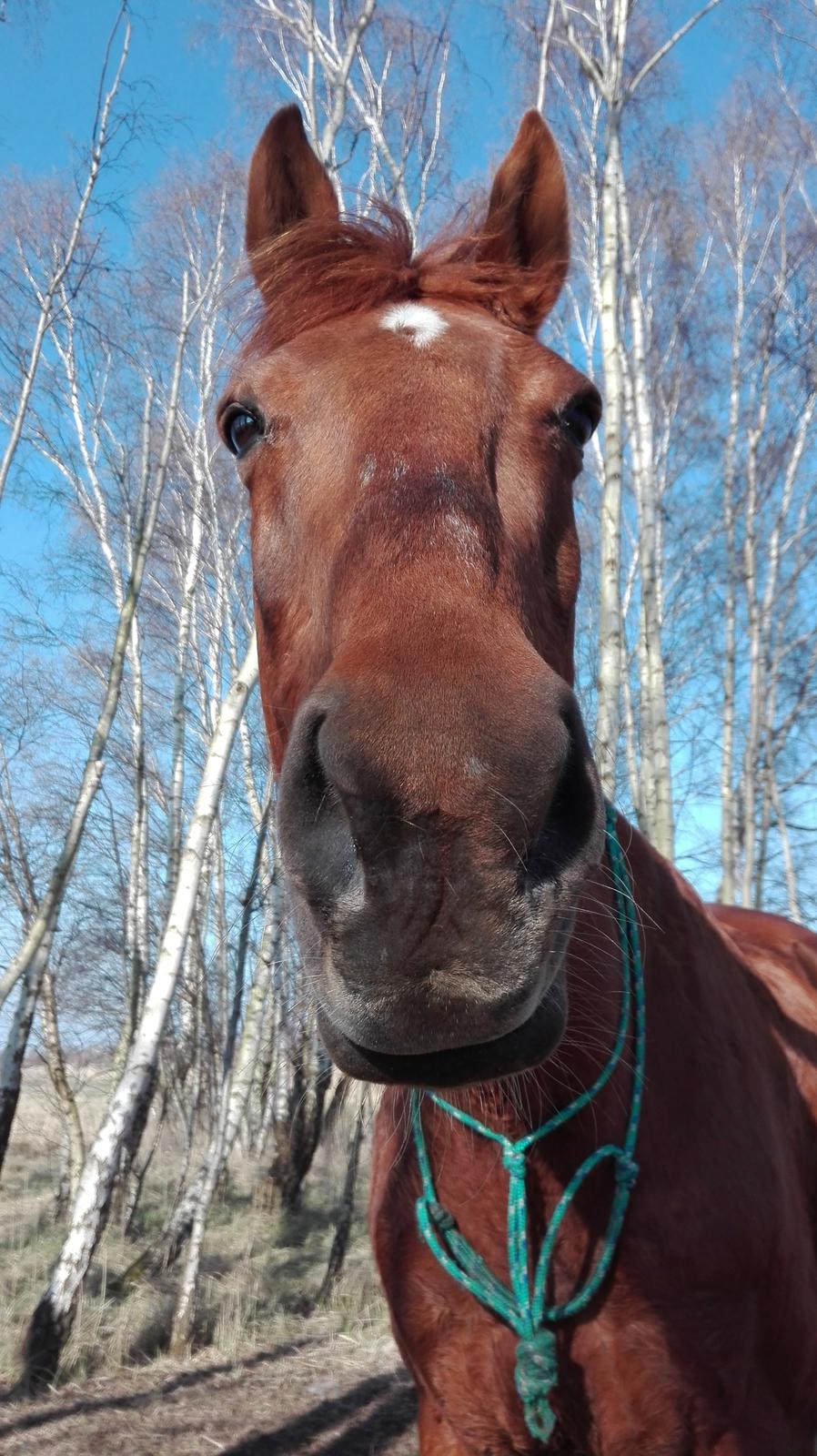 Dansk Varmblod Alicat billede 1