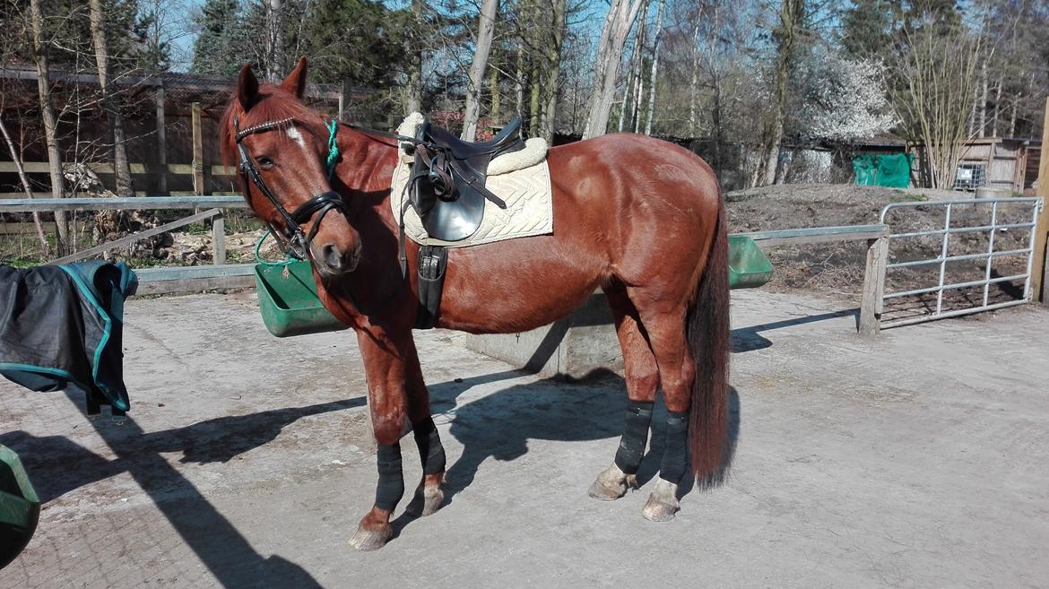 Dansk Varmblod Alicat billede 2