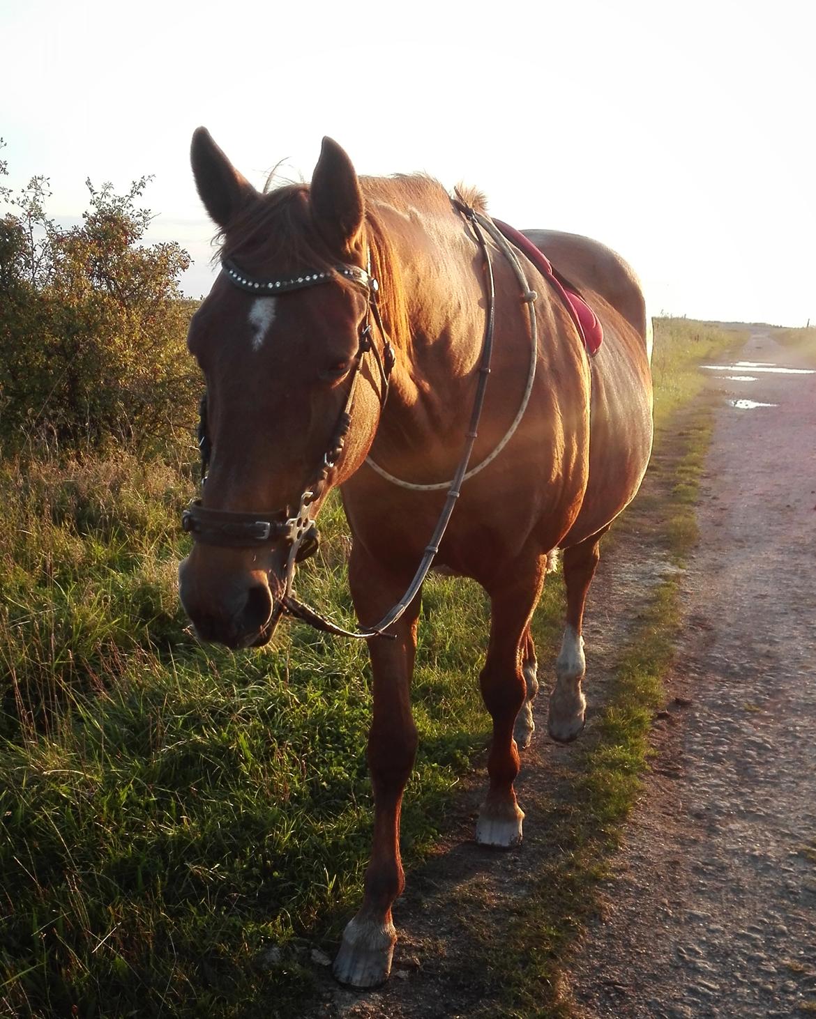 Dansk Varmblod Alicat billede 3