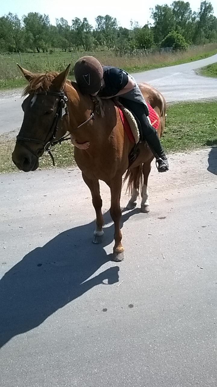 Dansk Varmblod Alicat billede 5