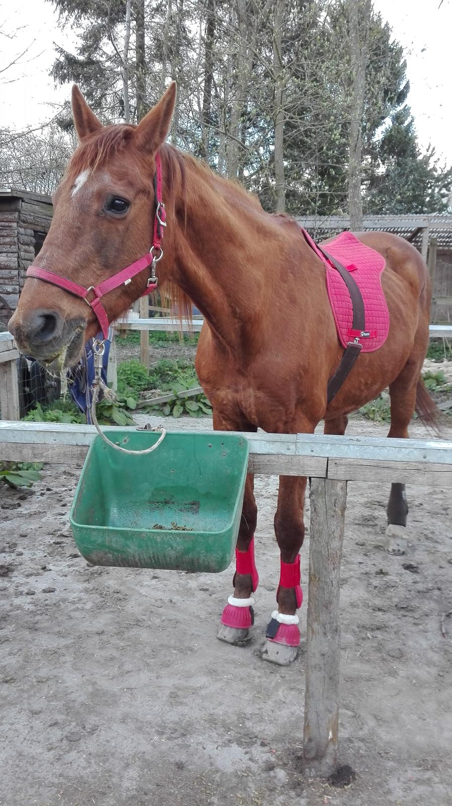 Dansk Varmblod Alicat billede 4