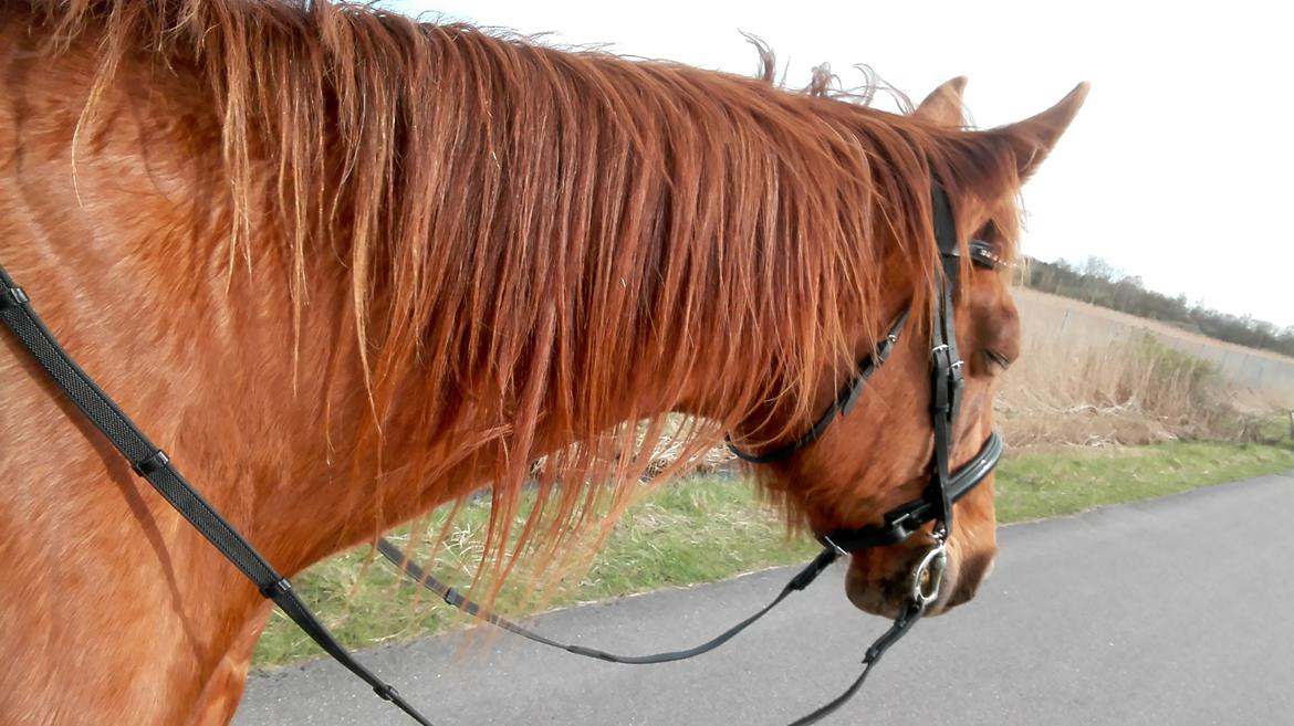 Dansk Varmblod Alicat billede 6