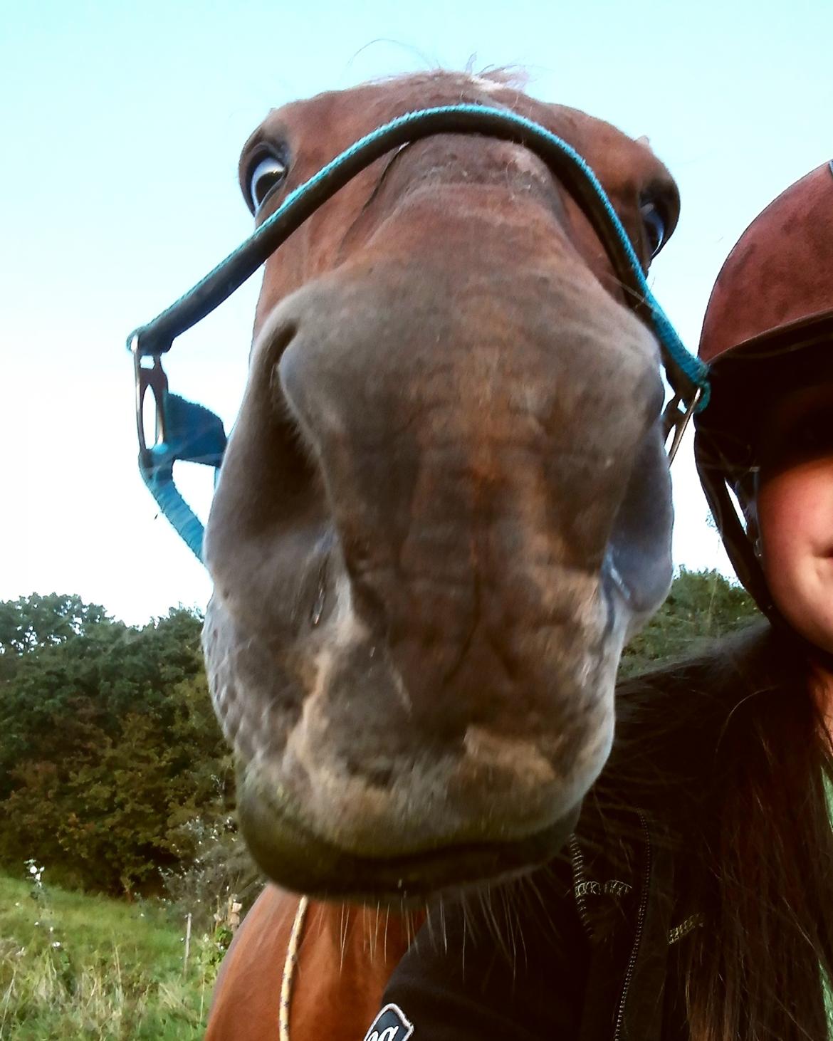 Dansk Varmblod Alicat billede 7