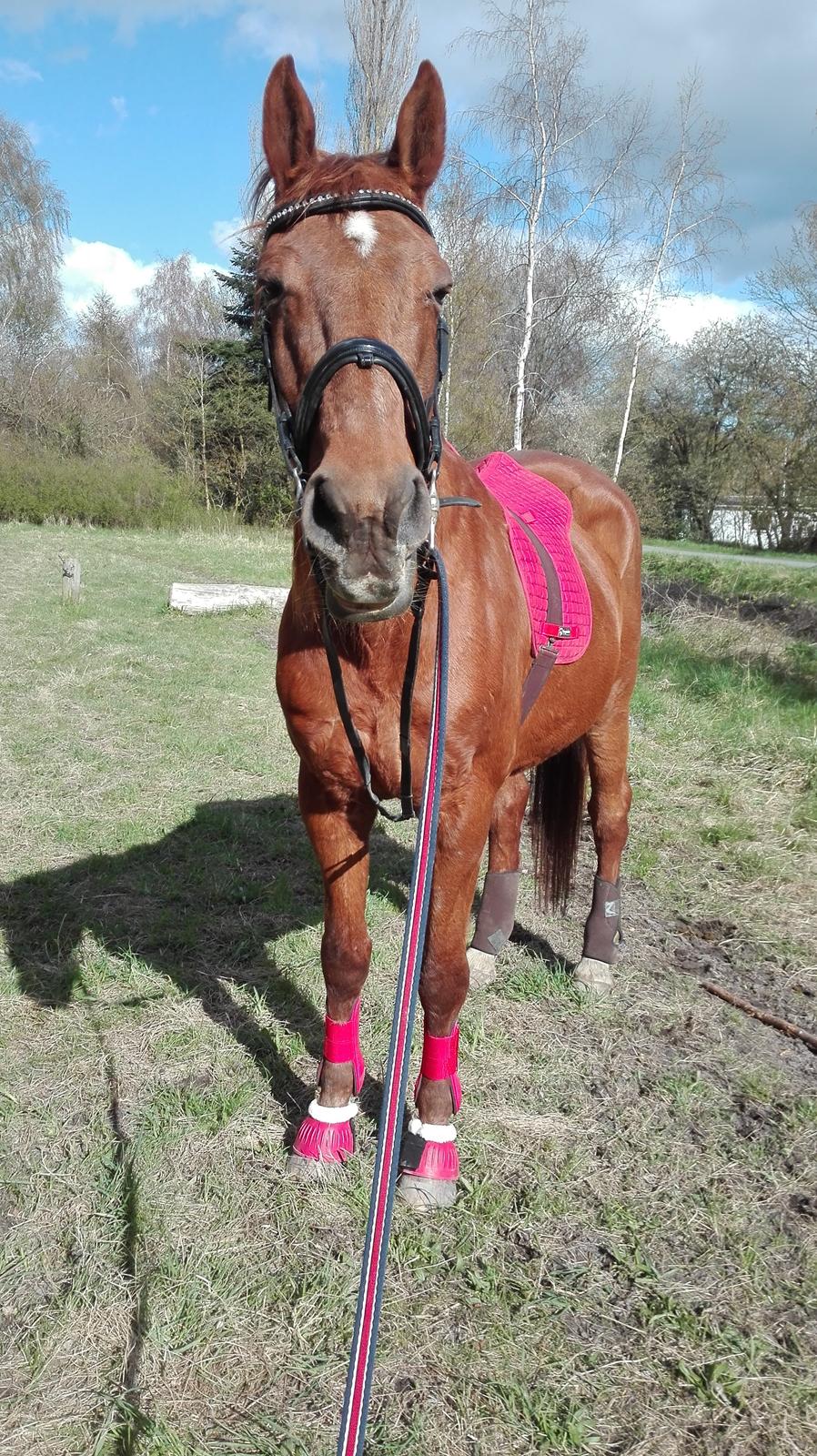 Dansk Varmblod Alicat billede 8