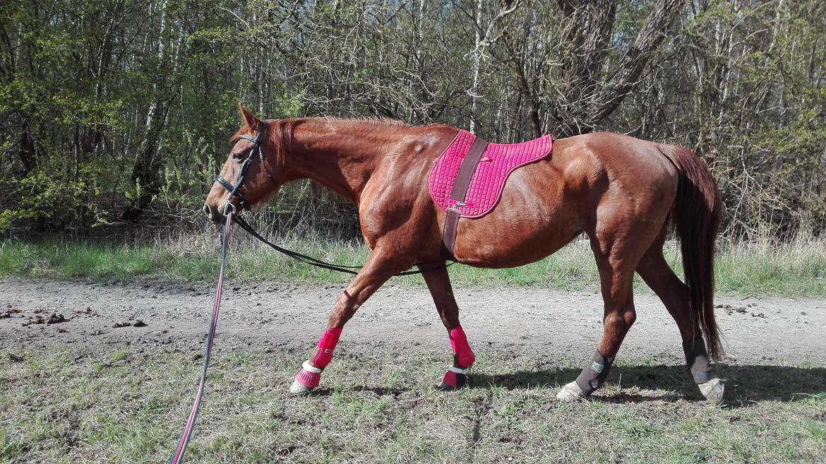 Dansk Varmblod Alicat billede 9