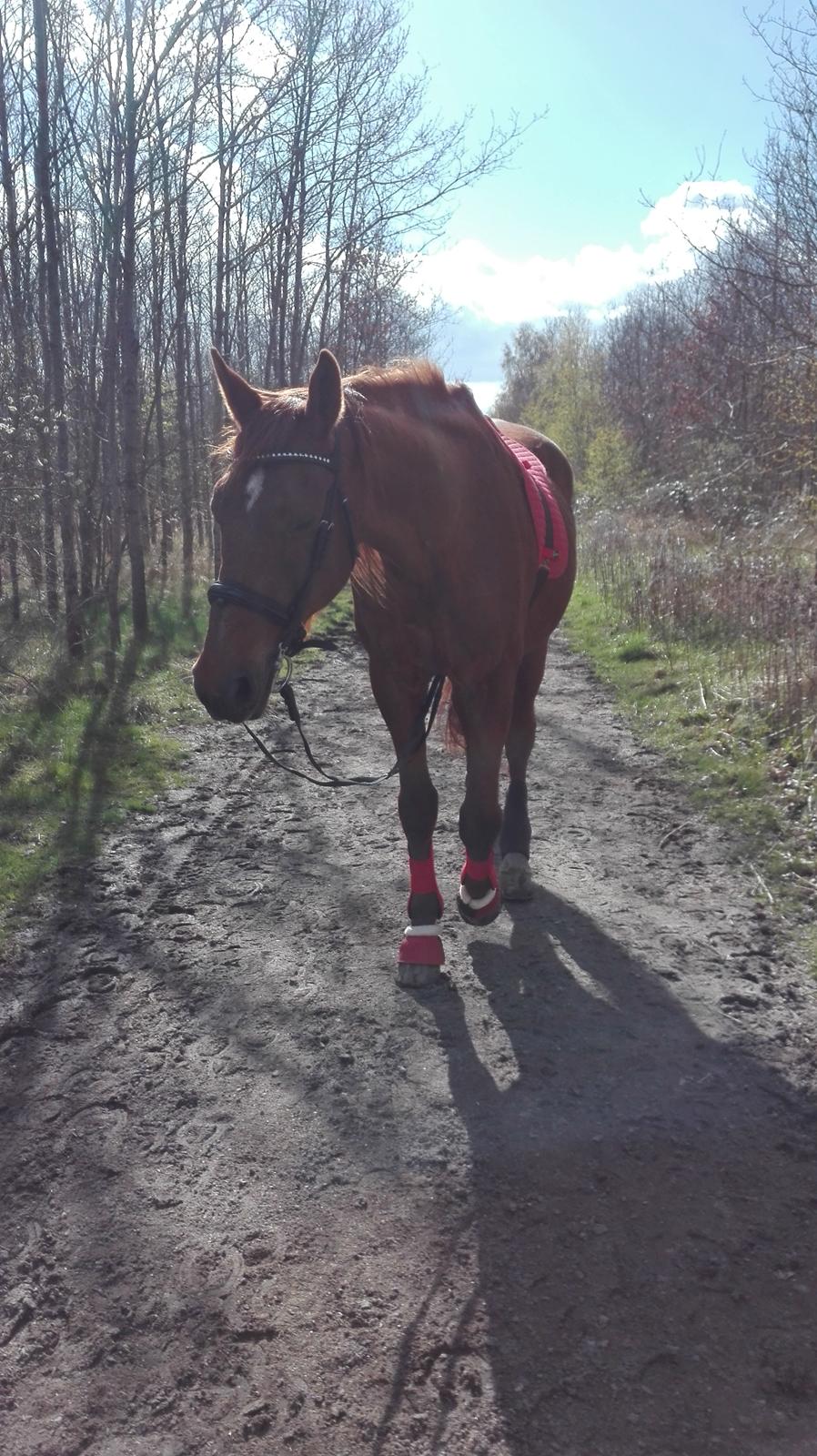 Dansk Varmblod Alicat billede 10