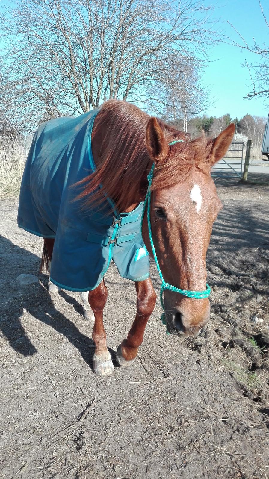 Dansk Varmblod Alicat billede 11