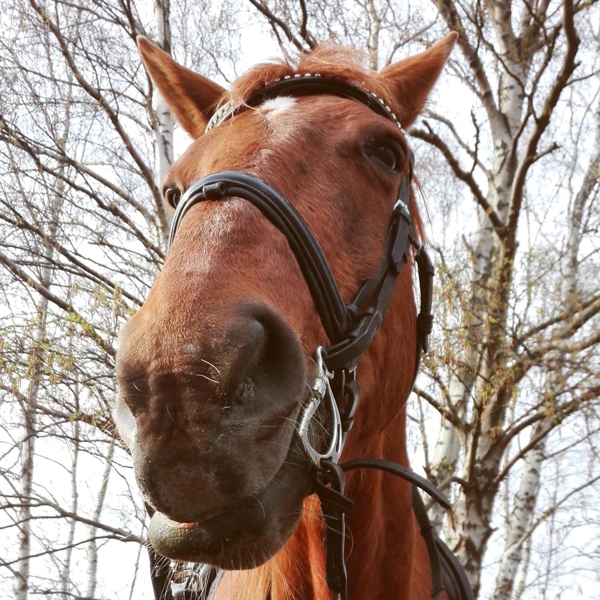 Dansk Varmblod Alicat billede 12