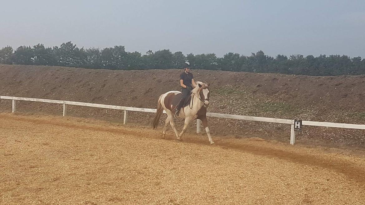 Anden særlig race Susan. (SAVNES!!!) billede 13