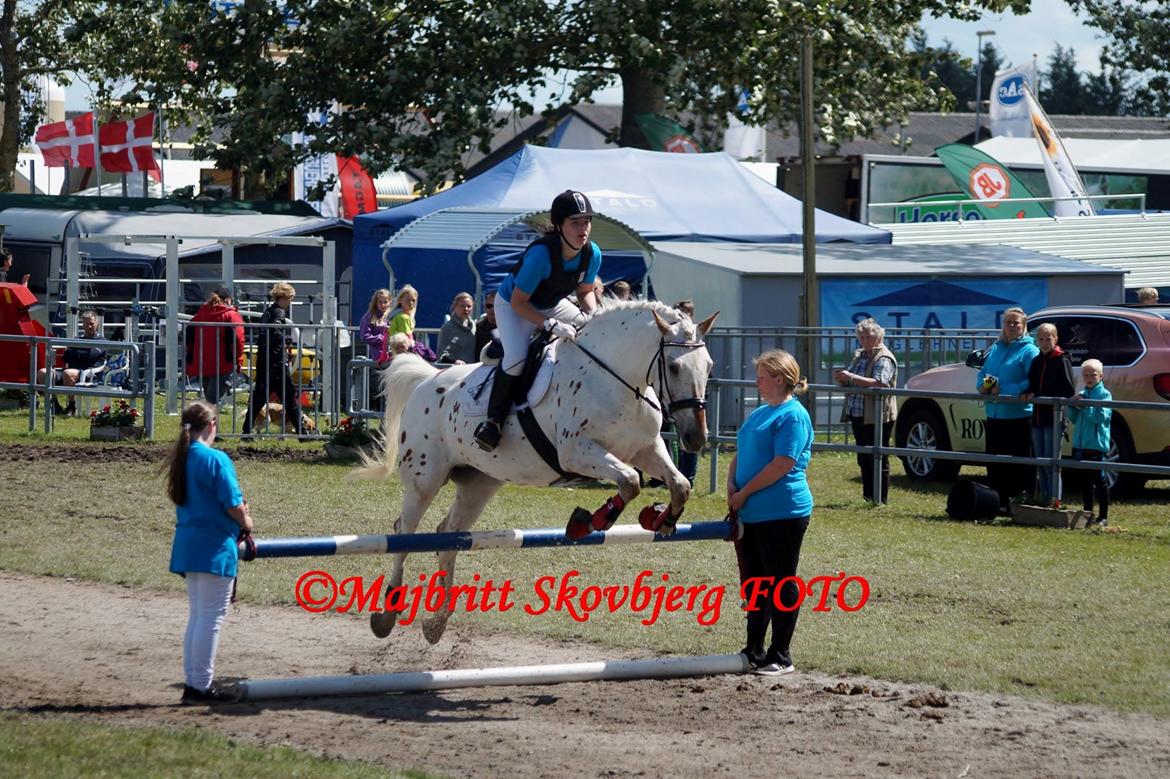 Knabstrupper Friis' Petrea billede 4