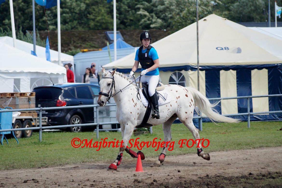 Knabstrupper Friis' Petrea billede 5