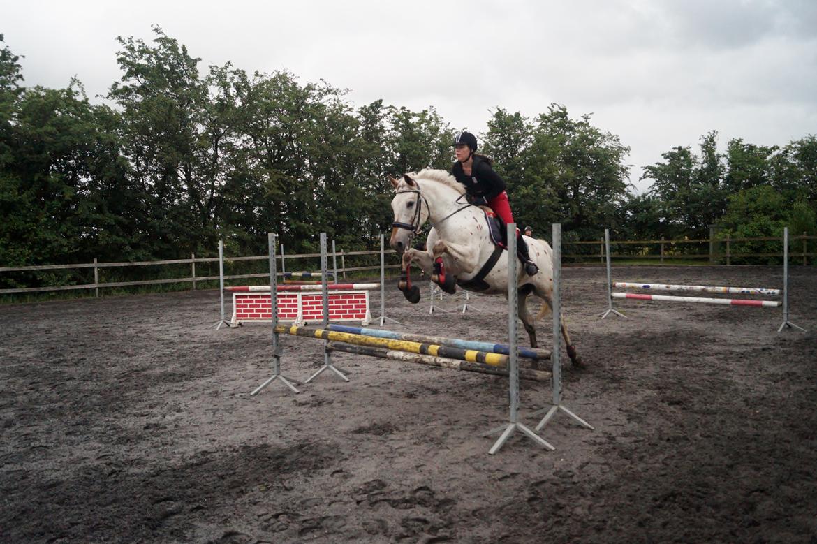 Knabstrupper Friis' Petrea billede 6