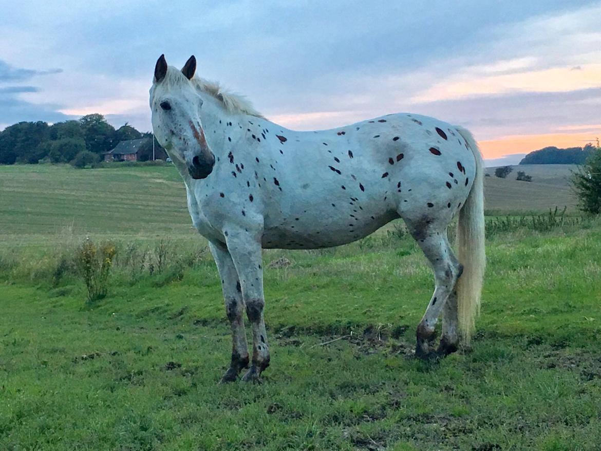 Knabstrupper Friis' Petrea billede 3
