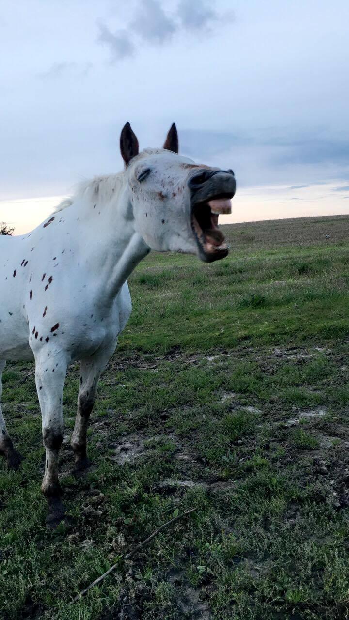 Knabstrupper Friis' Petrea billede 9