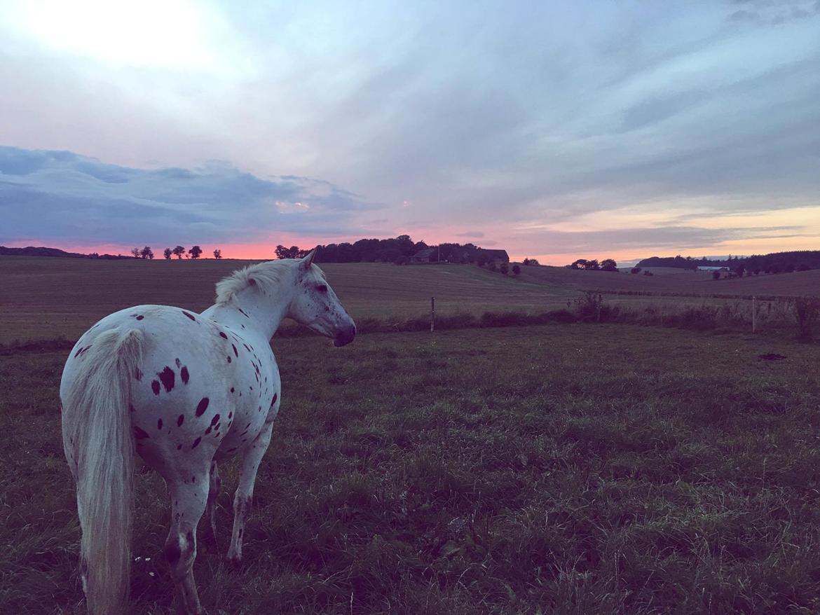 Knabstrupper Friis' Petrea billede 2