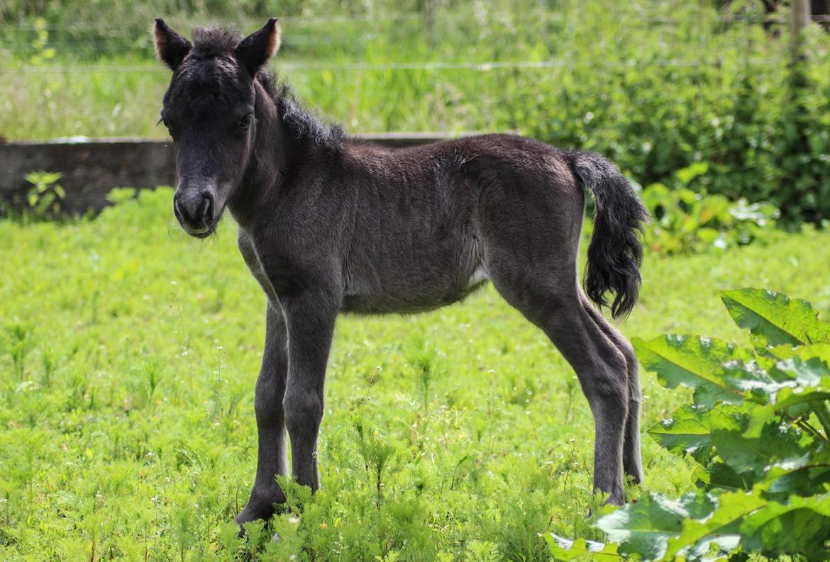 Shetlænder Stratensminde Made By Warrior  billede 3