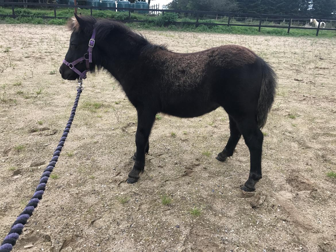 Shetlænder Stratensminde Made By Warrior  billede 13