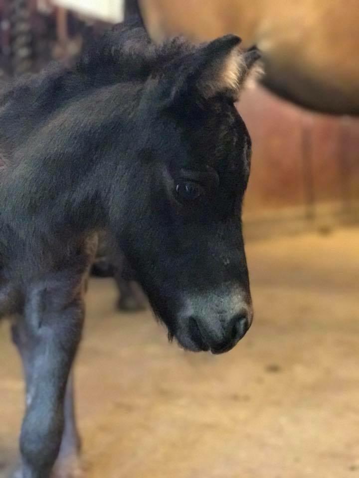 Shetlænder Stratensminde Made By Warrior  billede 11