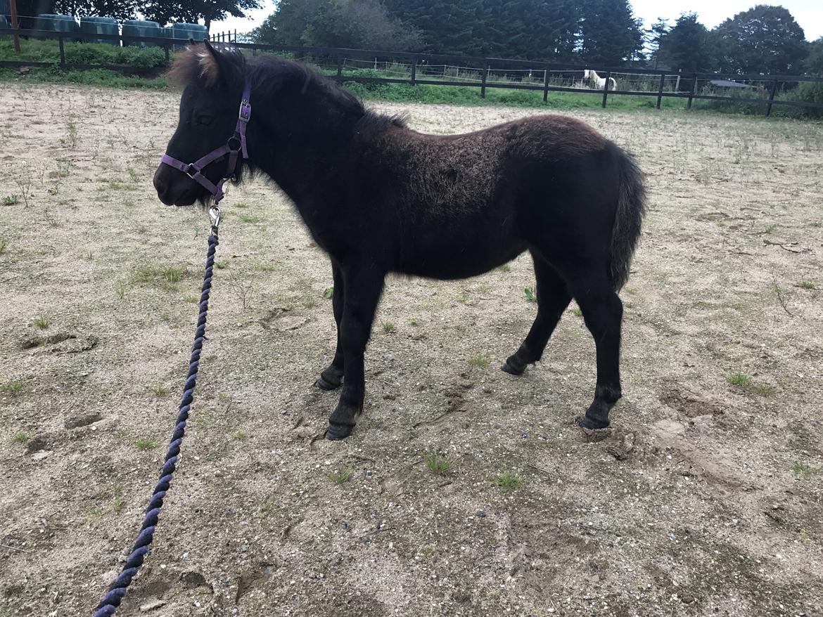 Shetlænder Stratensminde Made By Warrior  billede 14