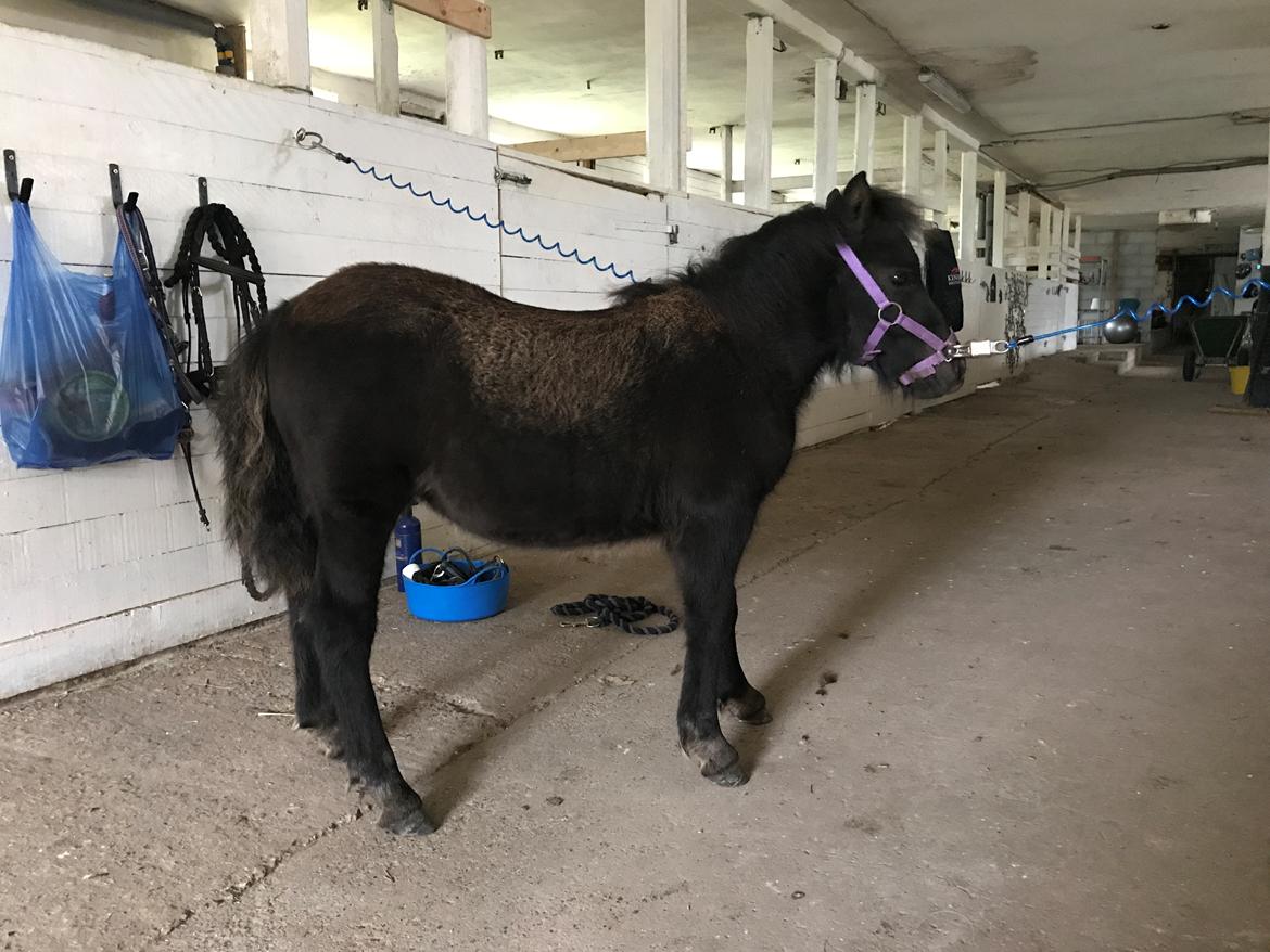 Shetlænder Stratensminde Made By Warrior  billede 16