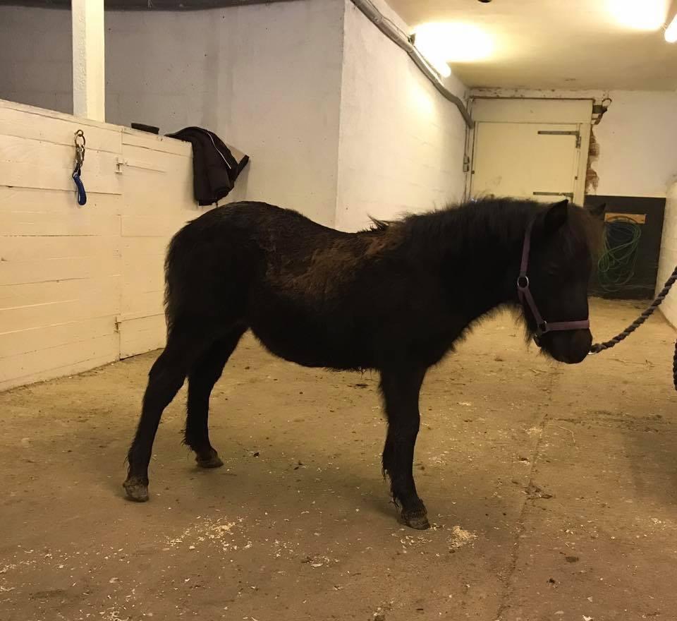 Shetlænder Stratensminde Made By Warrior  billede 17