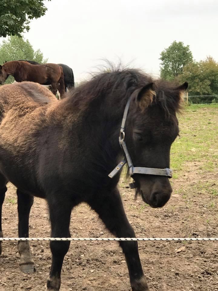 Shetlænder Stratensminde Made By Warrior  billede 18