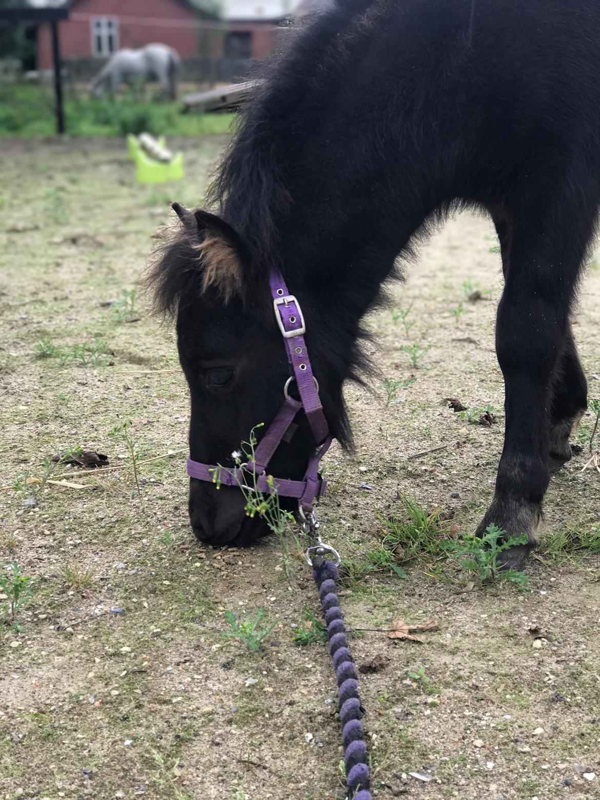 Shetlænder Stratensminde Made By Warrior  billede 15