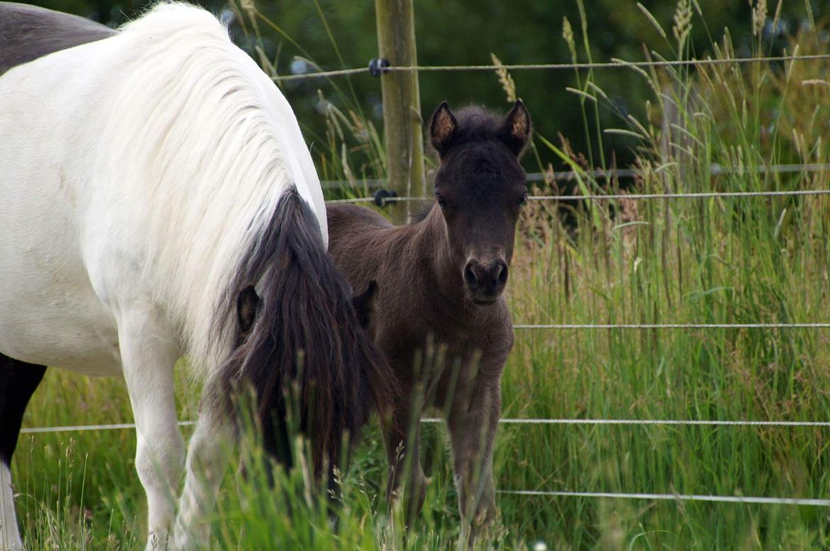 Shetlænder Stratensminde Made By Warrior  billede 19