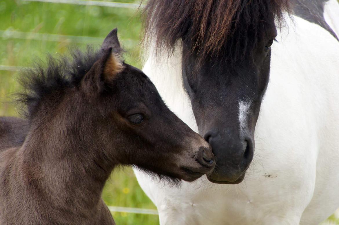 Shetlænder Stratensminde Made By Warrior  billede 20