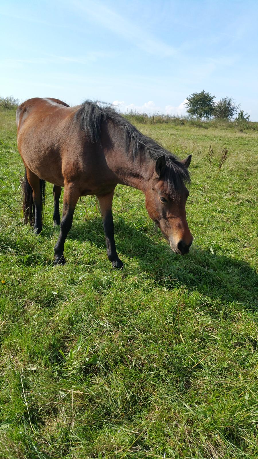 Islænder Ásynja fra Østervang solgt (R.i.P)  billede 11