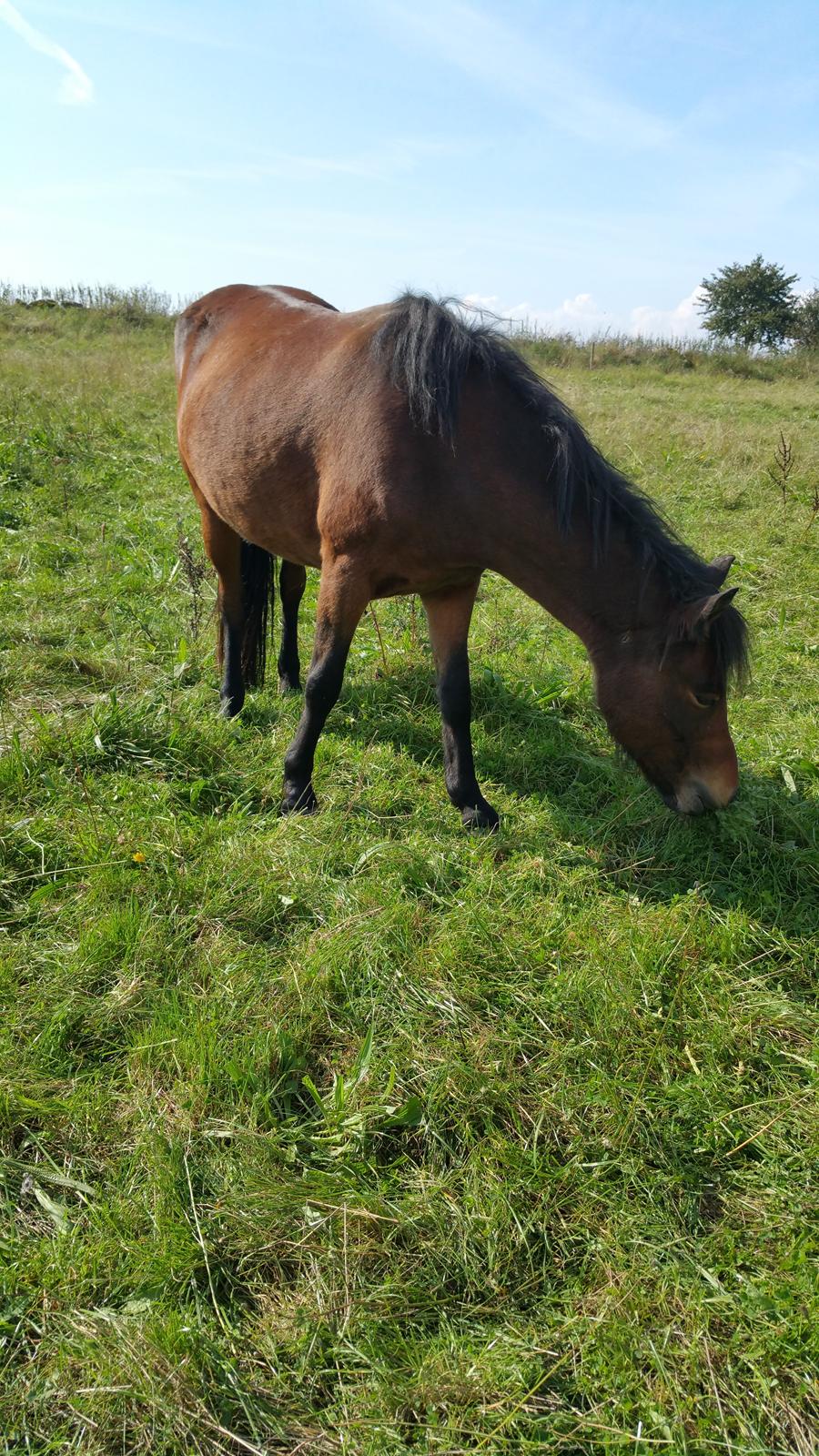 Islænder Ásynja fra Østervang solgt (R.i.P)  billede 13