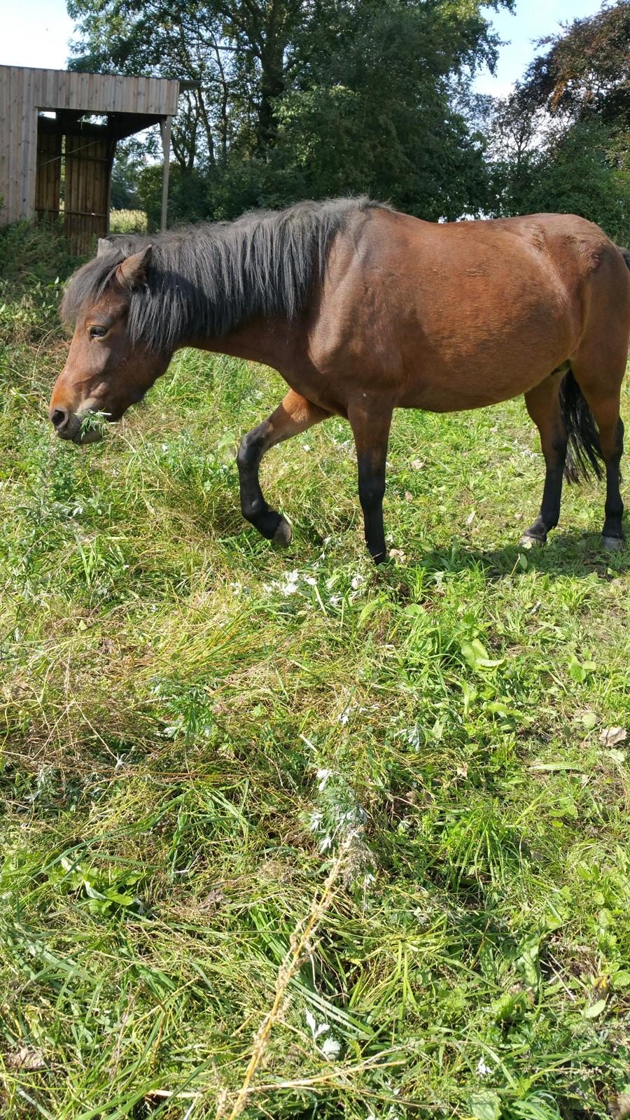 Islænder Ásynja fra Østervang solgt (R.i.P)  billede 18