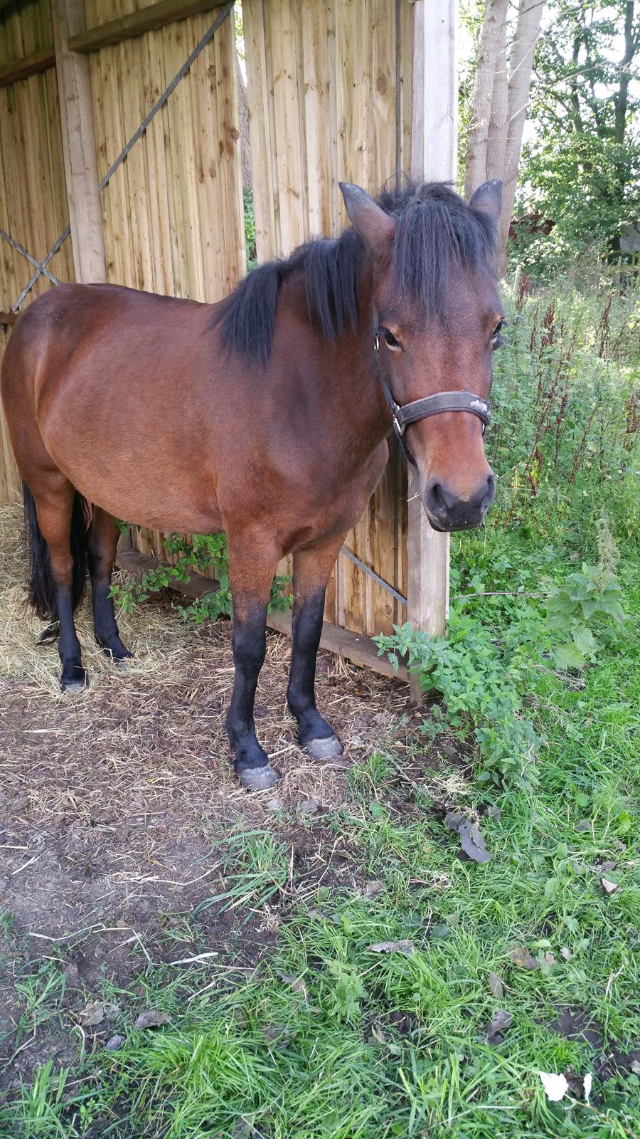 Islænder Ásynja fra Østervang solgt (R.i.P)  billede 19