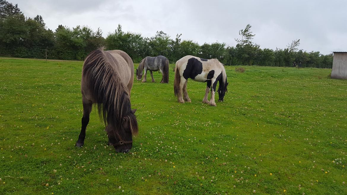Islænder Sif frá Skarholt - Sif i sit nye hjem 19/9-17 billede 19