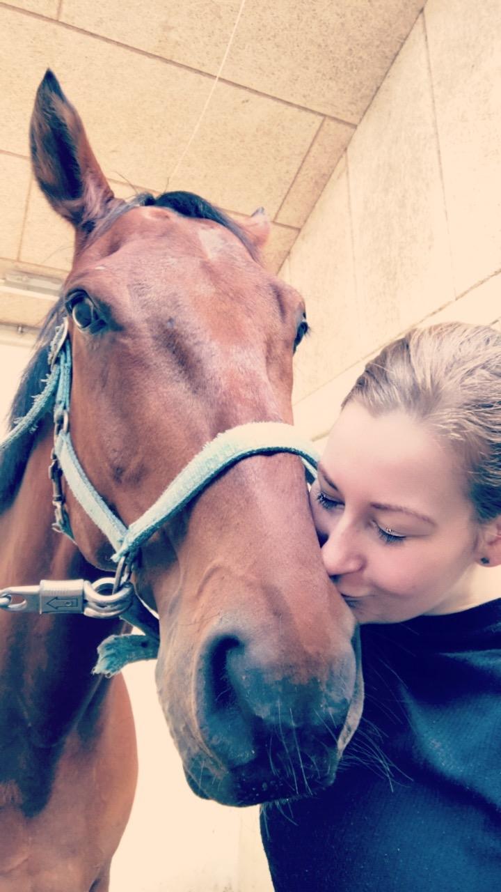 Dansk Varmblod Nymarkens Quark billede 8