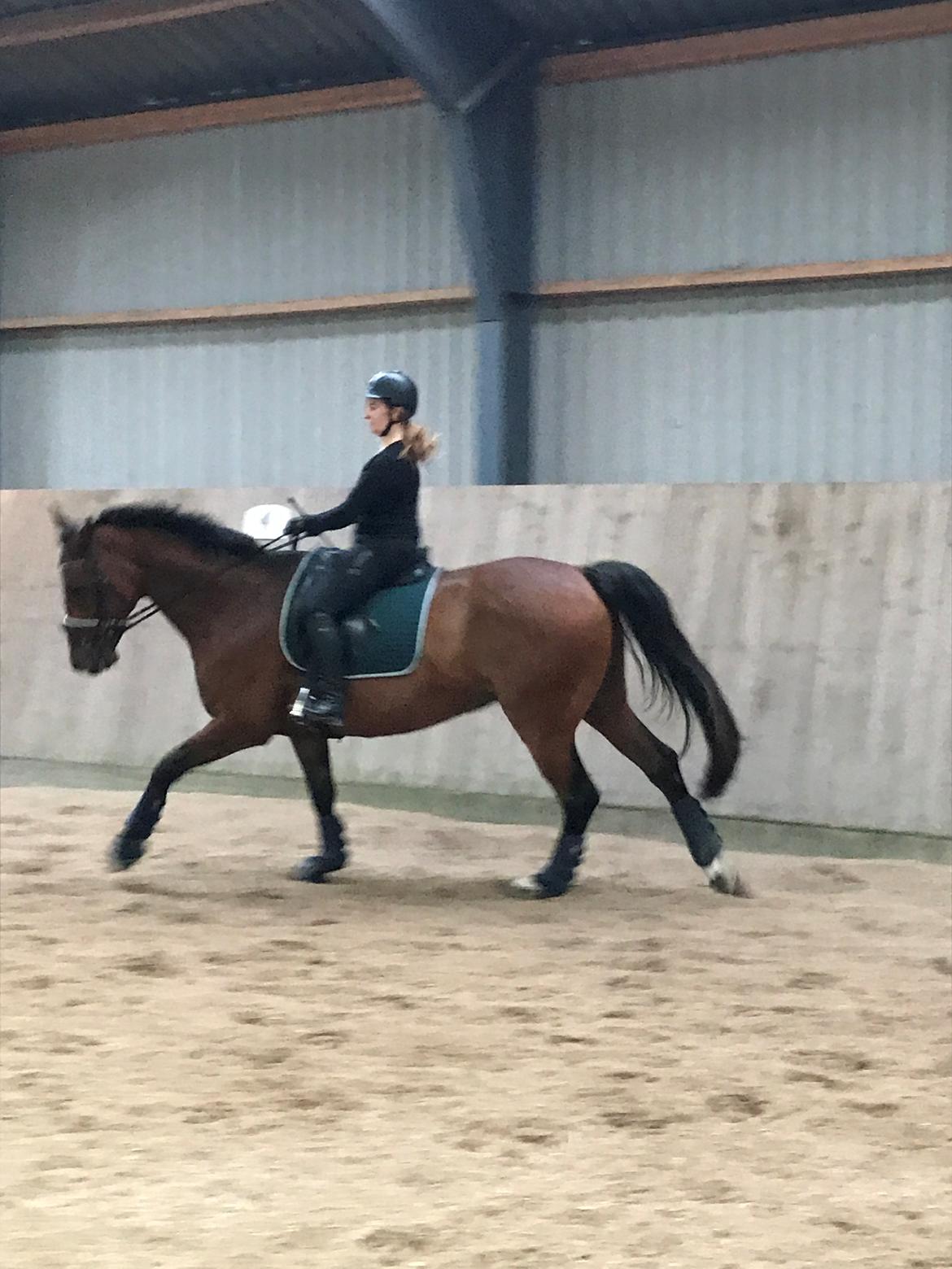 Dansk Varmblod Nymarkens Quark - Træning den 30. august 2017 billede 12