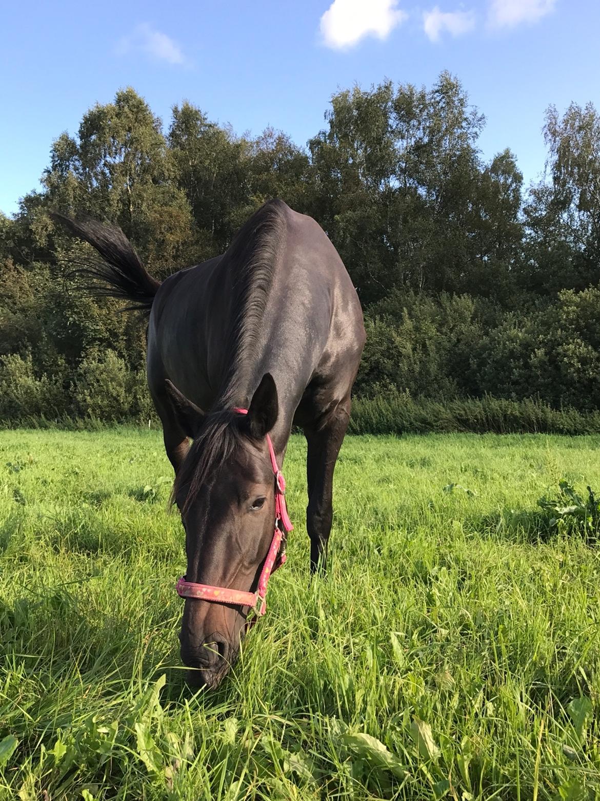 Traver Livi Instinct a.k.a Fleur billede 14