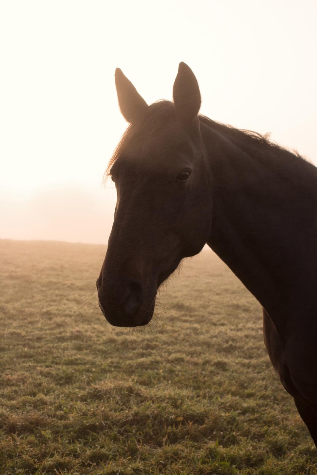 Traver Livi Instinct a.k.a Fleur billede 6