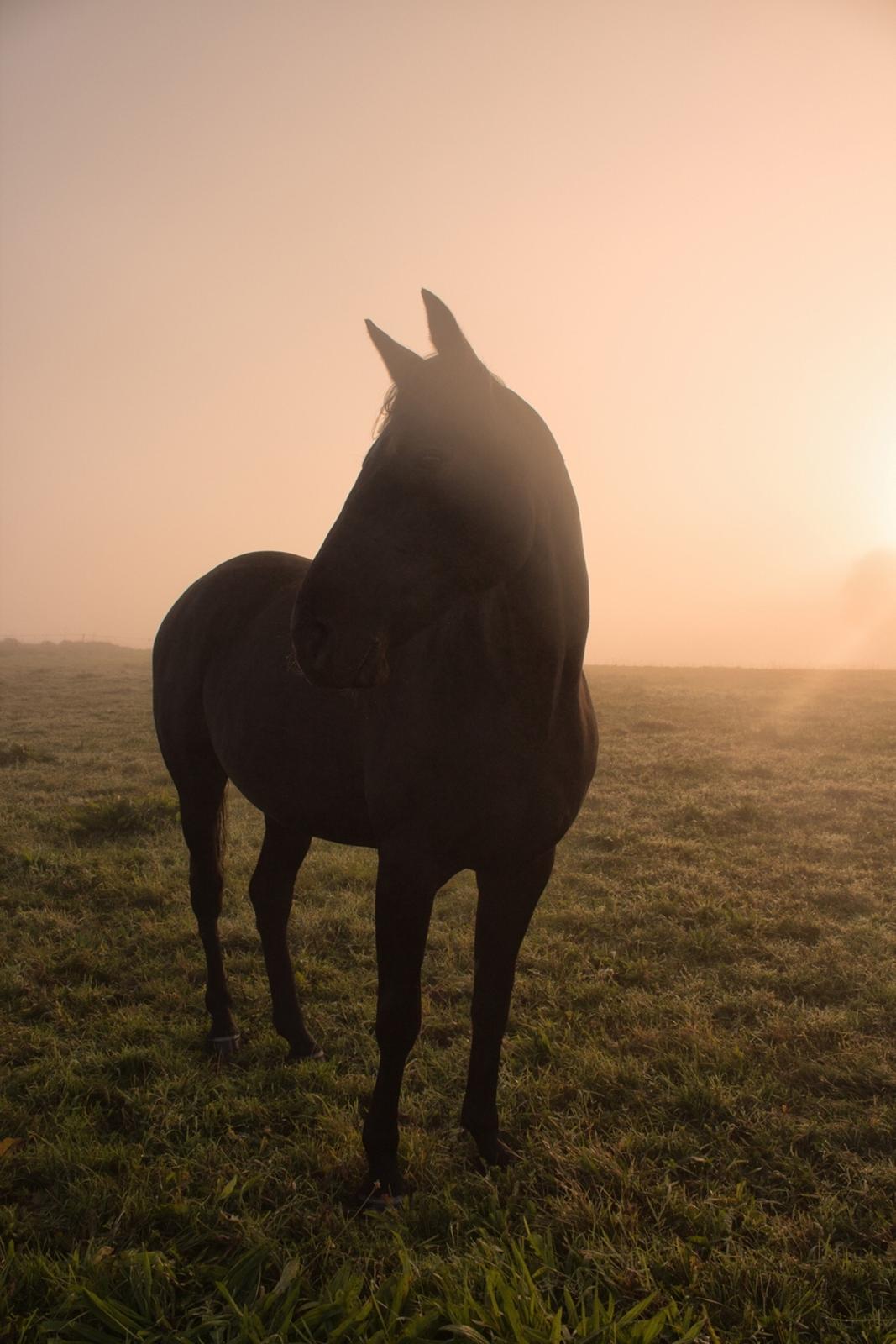 Traver Livi Instinct a.k.a Fleur billede 7